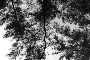 black and white  branch of  trees in the forest 