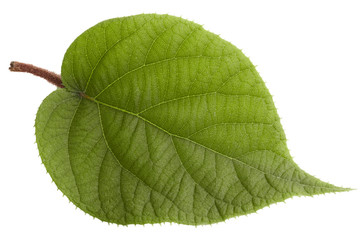 kiwi leaf isolated on white background