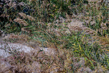 Камышовые заросли