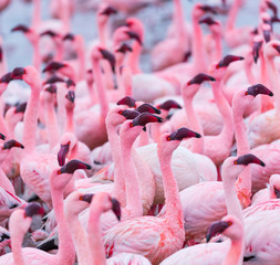 Flamingos, Salinas, Walvis Bay, Namibia, Africa