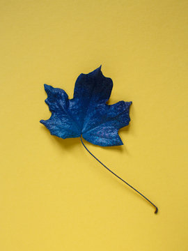 blue leaf isolated on yellow background