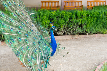 Obraz premium Side view of peacock with her tail spread