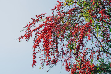 Red flowers blossom on big tree