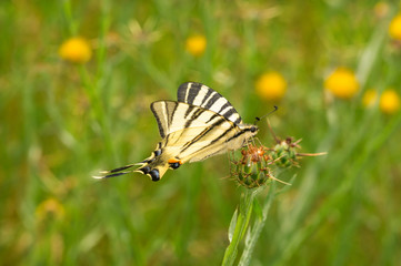 Podalirius butterfly sitting on a burdock