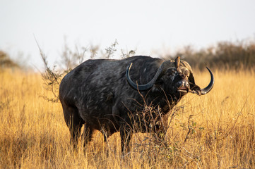 Buffalo grazing at sunrise
