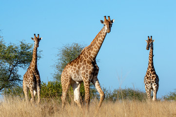 Landscape of giraffes in an open area