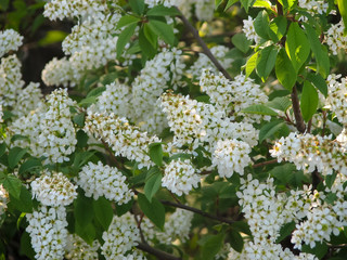 White flowers and green leaves on the branches of bird cherry