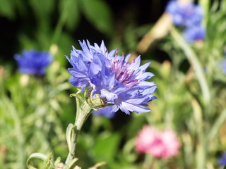 blue cornflowers in the summer in a flower bed outside the city