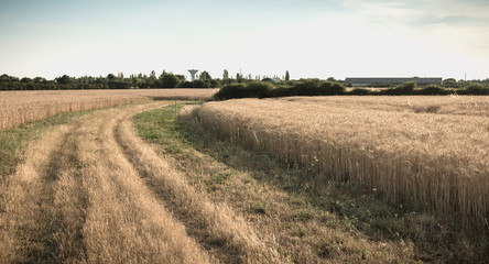 country road with tall grass next to wheat fields