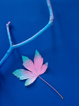 blue leaf and branch isolated on blue background