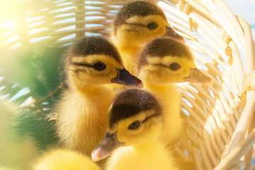 cute little ducklings in a wicker basket on a Sunny day.