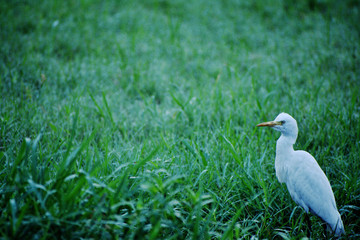 cattle egret on green grass field