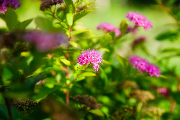 Flowers on a Sunny day