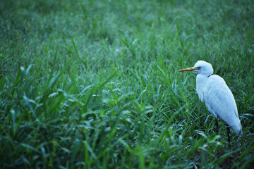 cattle egret standing on the grass field