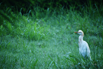 cattle egret