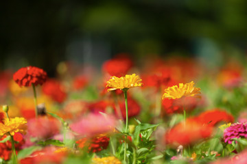 natural seasonal flowers with seasonal colors suitable for the background or wallpaper