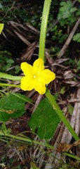 yellow flower in grass