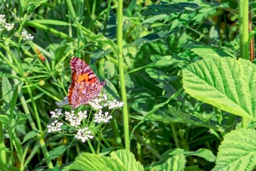butterfly on flower