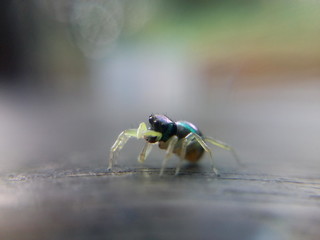 spider and fly