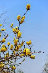The orchids blooming in the park