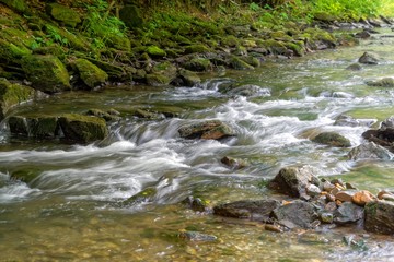 Fototapeta premium stream in forest