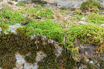 Stones covered with moss. Rocks are made up of horizontal layers.
