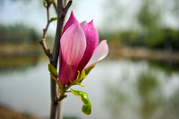 The orchids blooming in the park
