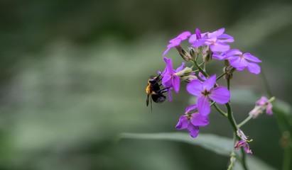 bee on flower