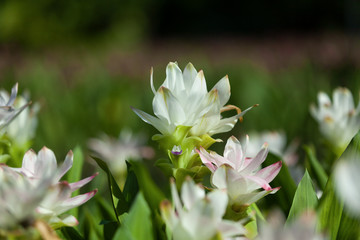 siam tulip white flowers are beautiful in natural garden in asia,thailand