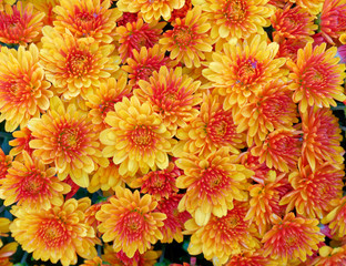 vibrant yellow orange chrysanthemums top view close up, natural background
