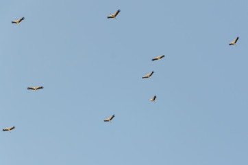 Autumn migration of the stork.