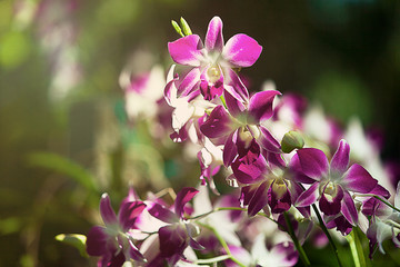 beautiful purple orchid in a garden design for background or wallpaper with copy space    .