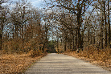 Road in an oak forest