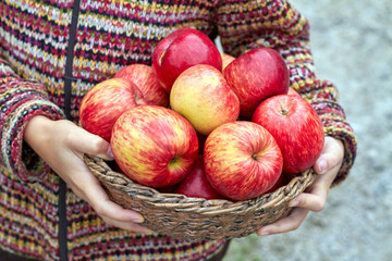 Hands of young girl are holding wicker basket full of organic red ripe autumn apples. Seasonal fruit gathering, agriculture and farming concept. Closeup, selective focus