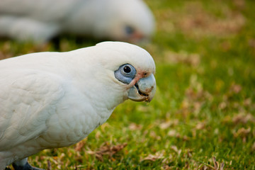 A white sulfur-crested cockatoo found in a lawn in Melbourne