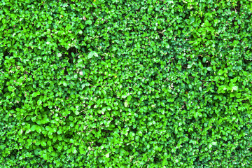 green nature with copy space using as background or wallpaper