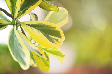 close up nature view of green leaf on blurred greenery background in garden with copy space using as background natural green