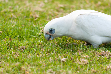 A white sulfur-crested cockatoo found in a lawn in Melbourne