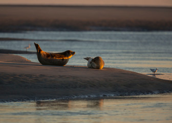 PHOQUES © Poils&Plumesphotos