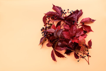 Red leaves of girlish (wild) grape or parthenocissus on orange background. Top view. Flat lay. Autumn composition.
