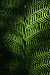 Green fern Leafs in garden background..