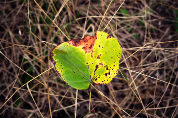 Colorful yellow and green leaves on an Autumn forest. Season specifics. Autumn impressions.
