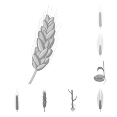 Vector illustration of rye and plant logo. Collection of rye and corn vector icon for stock.