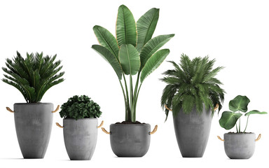 collection of ornamental plants in pots