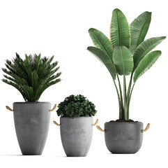 collection of ornamental plants in pots