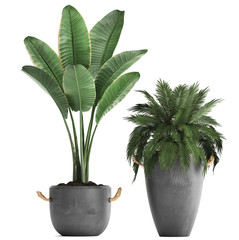 collection of ornamental plants in pots © Yurii