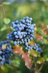 Reife Früchte der Mahonie (Mahonia)