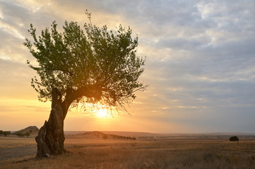 Fototapeta na wymiar Autumn scene old tree at sunset