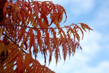 Essigbaum / Hirschkolbensumach