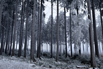 Winterwald